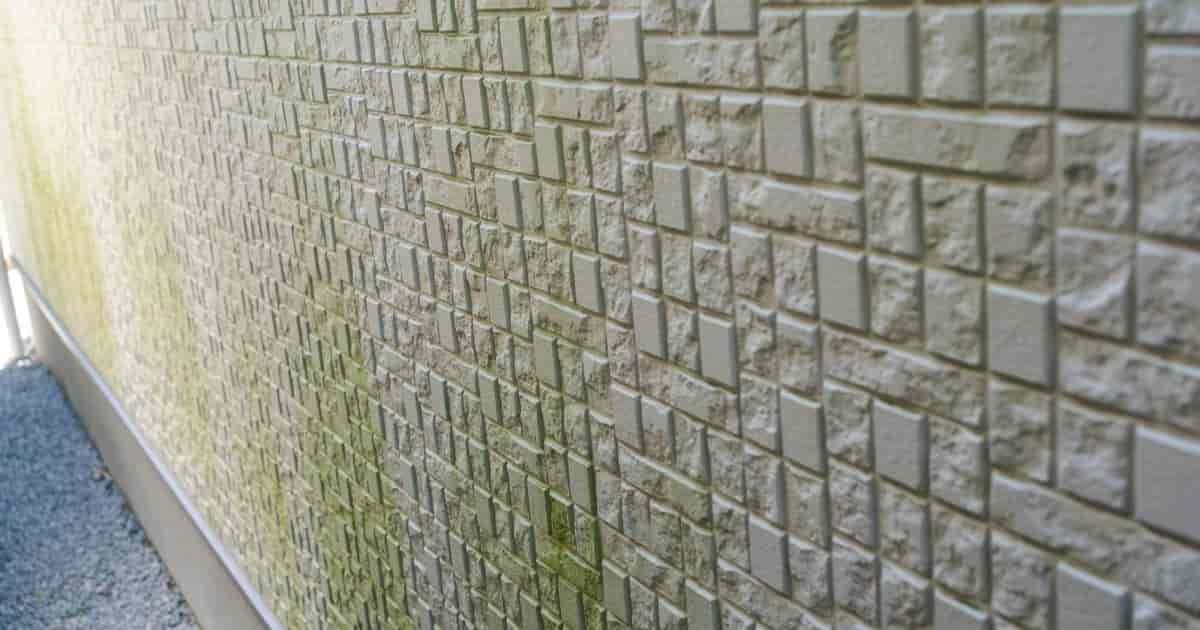 外壁にコケができる原因は？放置するリスクと落とし方について解説