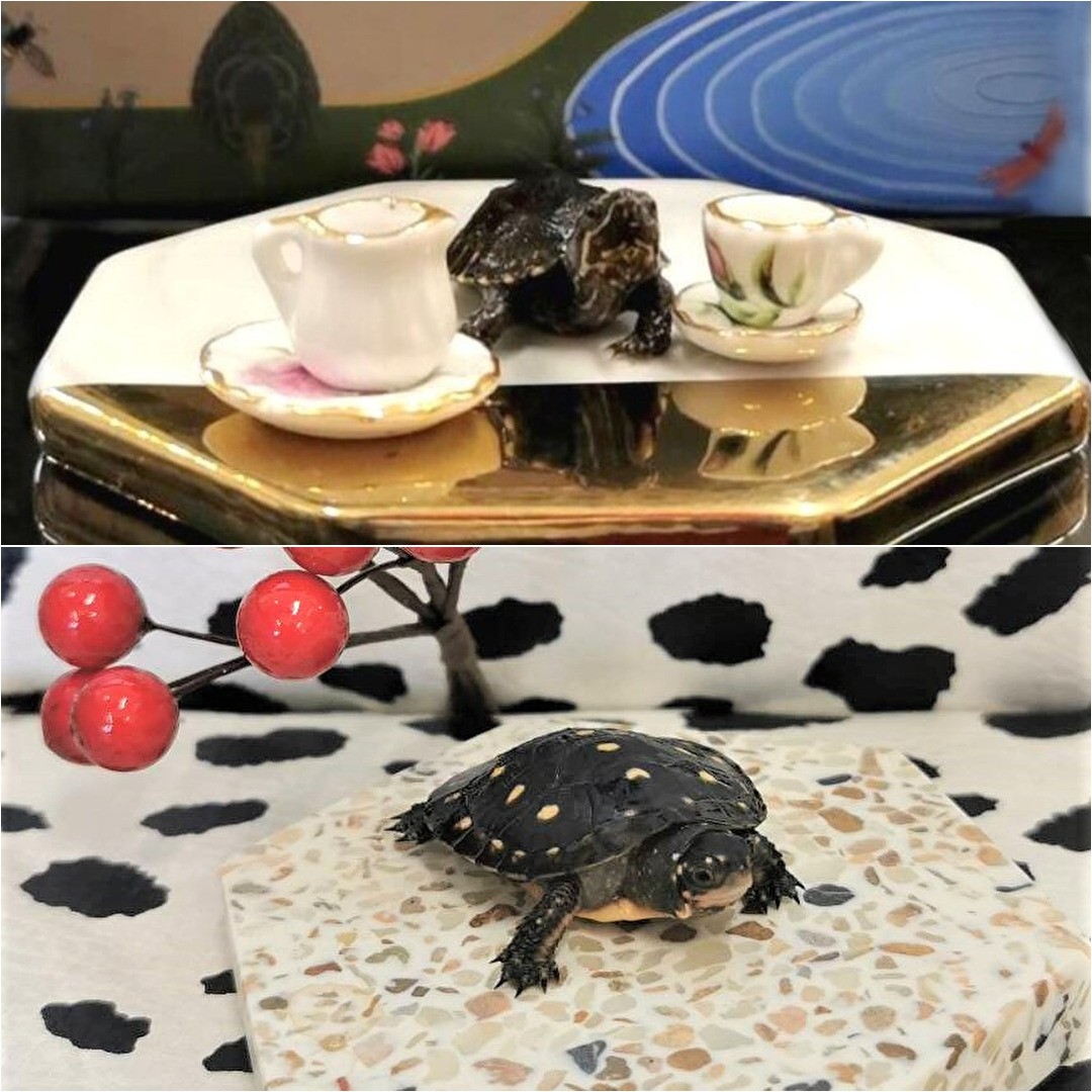 スタッフ紹介
